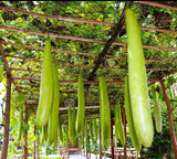 15+ Giant Gourd Seed "Home Grown" - Hï_T B__U L_N Garden Plants