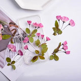 Dried Pressed Flowers,Purple Begonia dry flower Flower stems Dried Flowers 6PCS Dried Flower