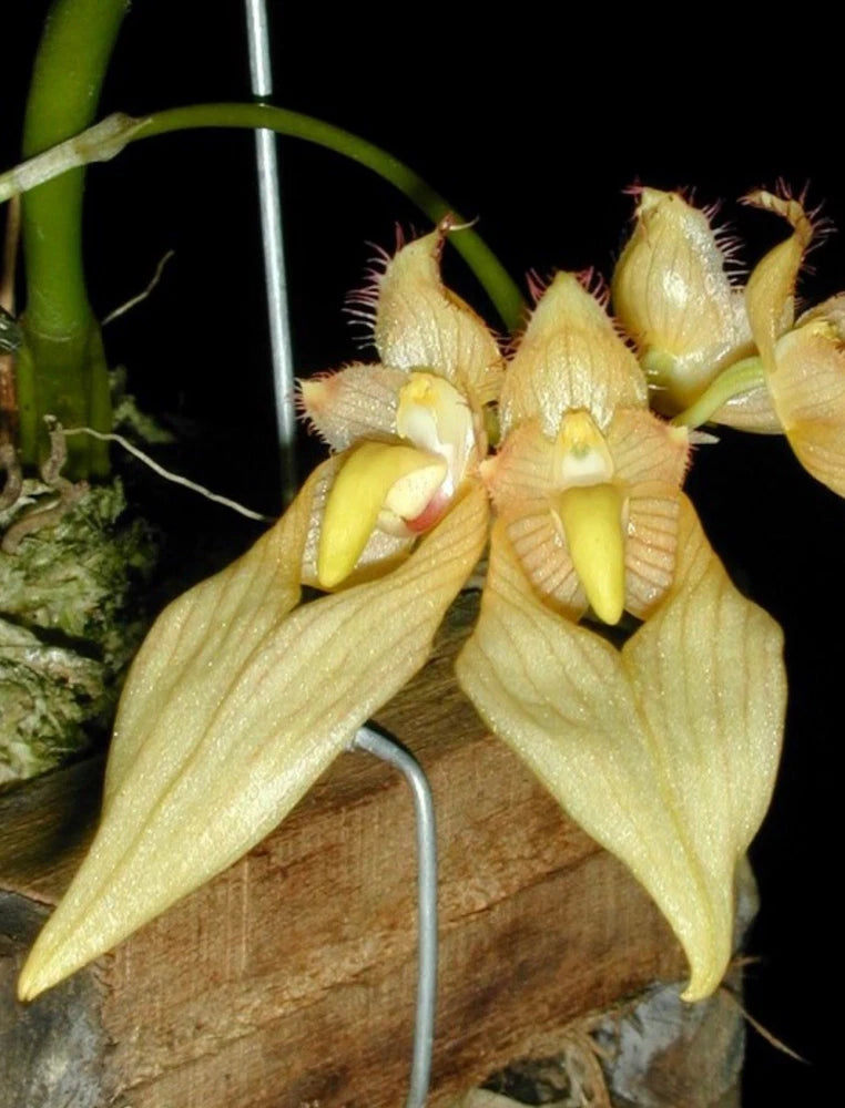 Bulbophyllum annandalei orchid with pale yellow, fringed flowers and green stems
