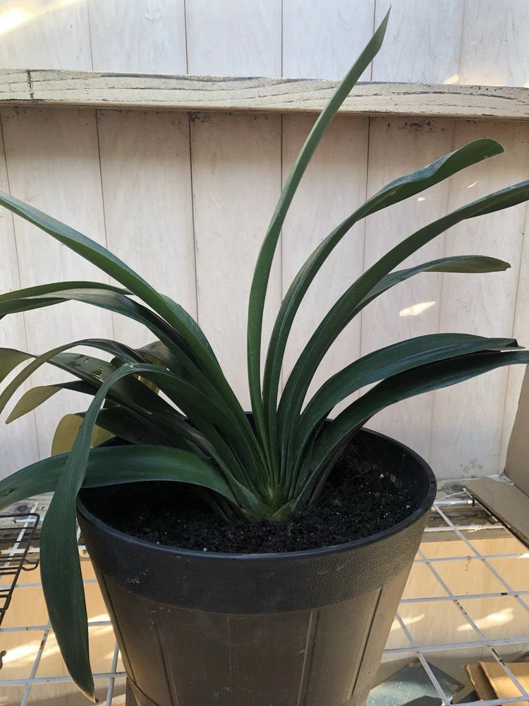 Potted clivia lily plant with dark green strap leaves
