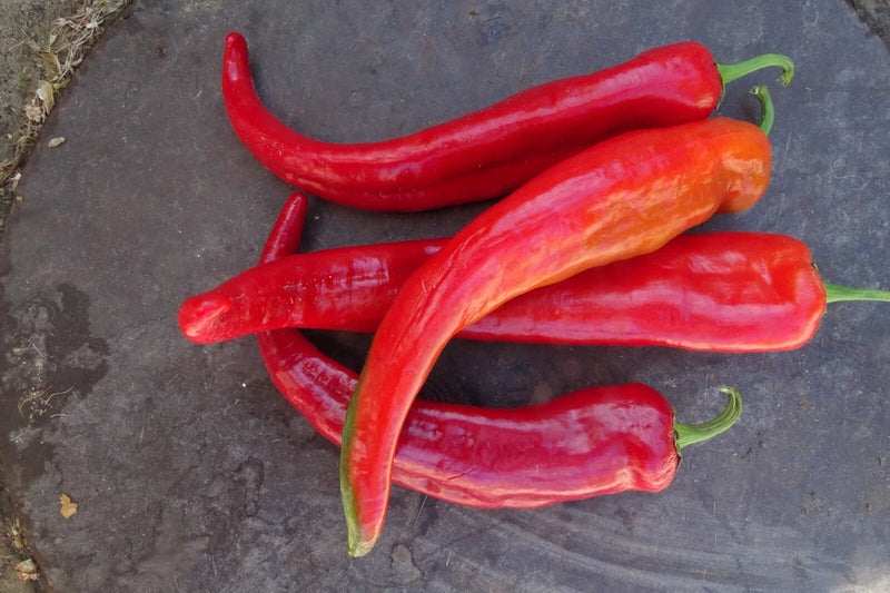 Bridge to Paris Sweet Pepper - finest long sweet pepper Garden Plants