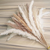 euokrpf 60pcs Natural Dried Pampas Grass,20 Pcs White Pampas & 20 Pcs Brown 3B Pampas Grass