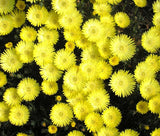 ICE PLANT GOLD NUGGET Delosperma Congestum - 100 Bulk Seeds Flowering Plants