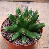 D7700 MAMMILLARIA LONGIMAMMA pot10-H7-W11 cm MaMa Cactus Green Plant