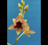 Trichoceros muralis Striped Purple Amber Gold Orchid Species NEW GROWTH 4Ó Pot Orchids