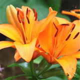 20 SEEDS for Orange LILY RARE flower Bloom exotic garden plant USA Seller Garden Plants