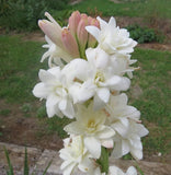 2- Tuberose Bulbs single Mexican 12/14 CM Bulb  Fragrant Polianthus Flowering Plants