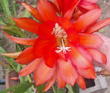 Orange Epiphyllum Orchid Cactus Cutting 12"-16" Orchids