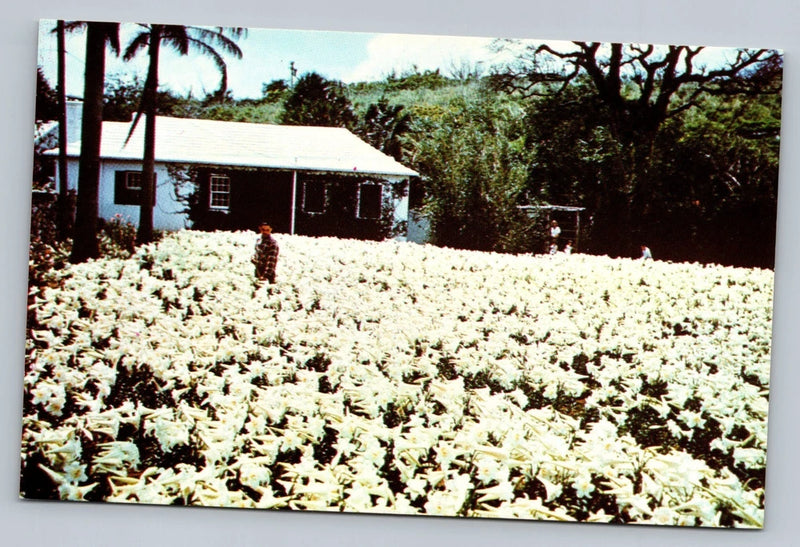 Vintage postcard featuring a flowering field with small house and trees
