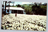 Lily Field Bermuda Easter Time This Flower Blooms Vintage Postcard Lily