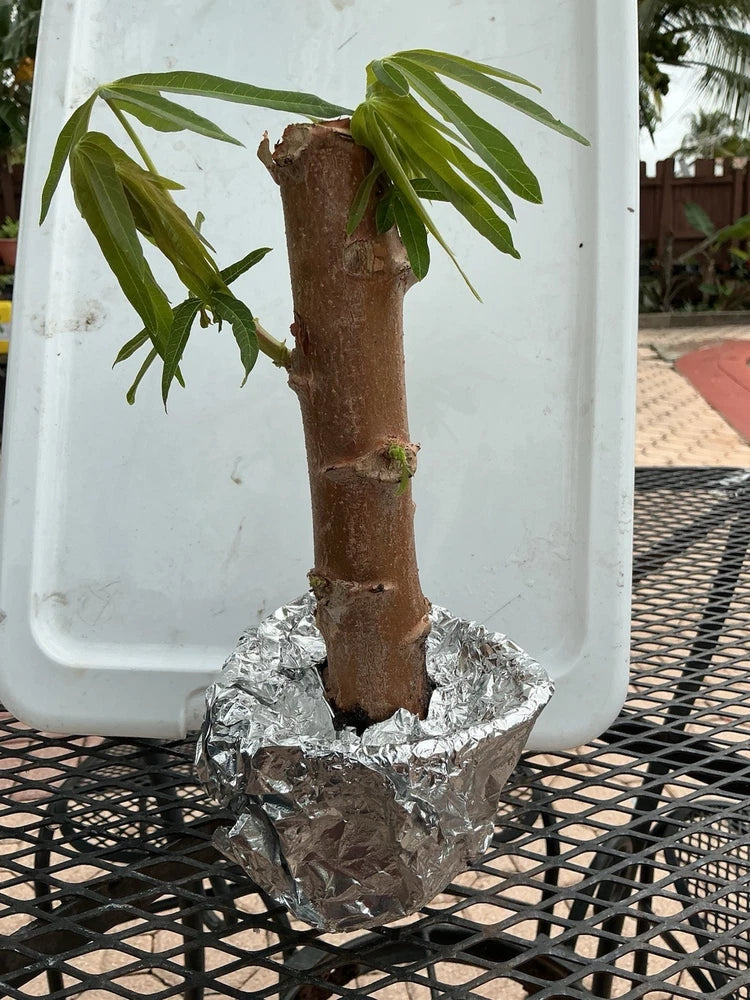 1 GOLDEN Cassava Cuttings (Yuca) __ 8Ó-12Ó Rooted YUCA! Green Plant