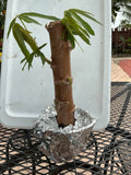 1 GOLDEN Cassava Cuttings (Yuca) __ 8Ó-12Ó Rooted YUCA! Green Plant