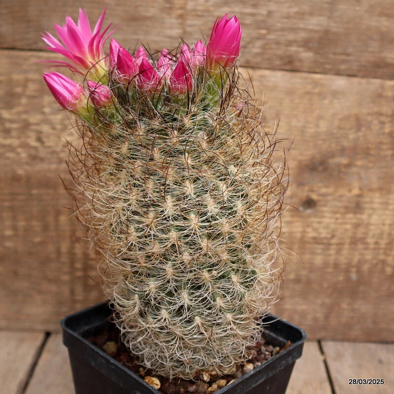 Potted cactus in black pot with long spines and bright pink flowers