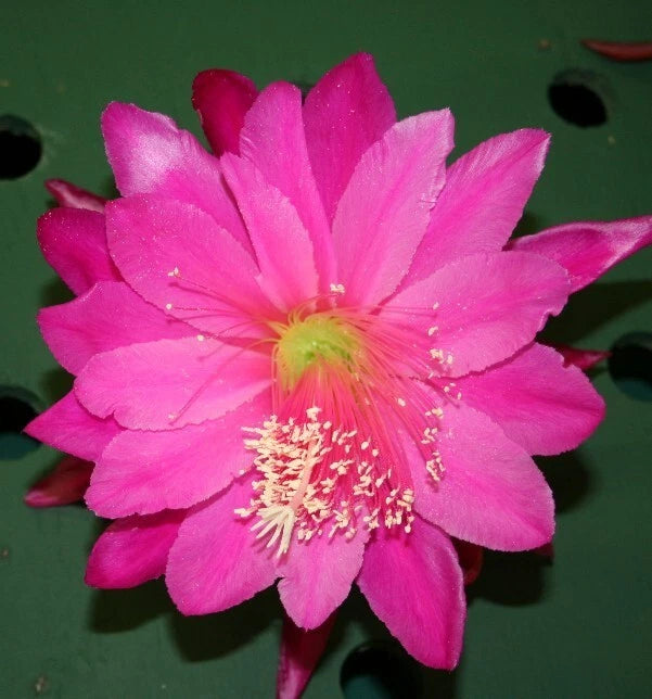 Pink orchid cactus bloom with magenta petals and yellow center