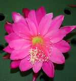 Epiphyllum, Orchid Cactus, " JOLLY ROGER ", Don's Quart pots MAR/3 Orchids