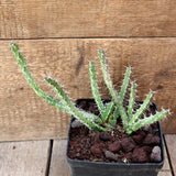 D4522 EUPHORBIA MARSABITENSIS pot14-H17-W25 cm MaMa Cactus Green Plant