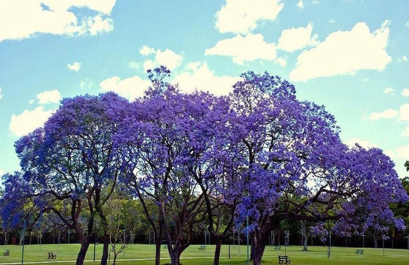 JACARANDA CUSPIDIFOLIA, BLUE rare flowering trumpet tree flamboyan seed 10 seeds Orchids