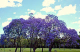 JACARANDA CUSPIDIFOLIA, BLUE rare flowering trumpet tree flamboyan seed 10 seeds Orchids