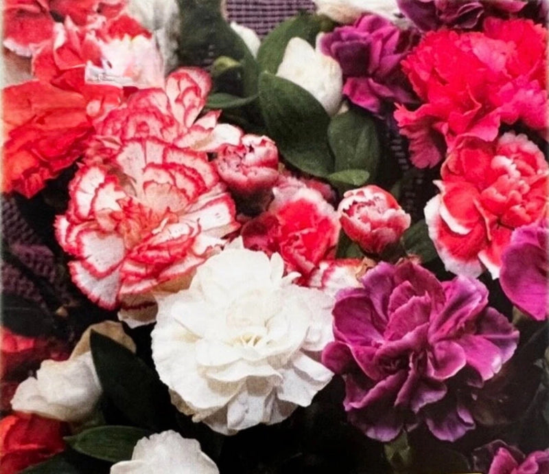 100 Double Imperial Mix Dianthus Seeds, Mini Carnations Cottage Garden ÔPinksÕ__ Garden Plants