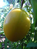 King of Siberia cold tolerant and productive golden heart tomato Garden Plants