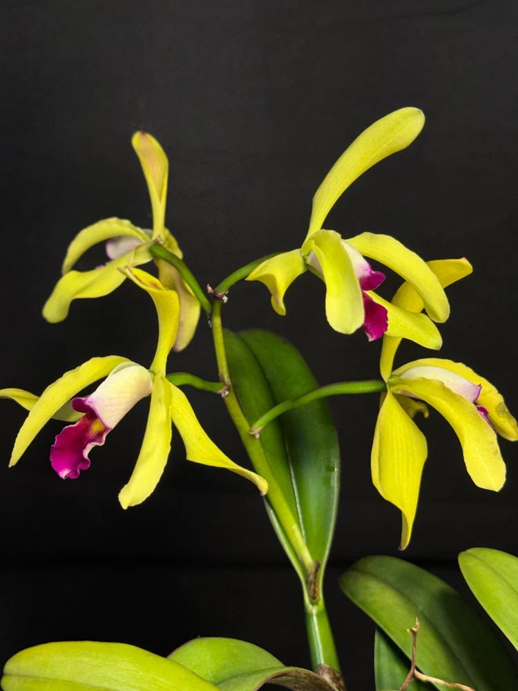 Yellow mini orchid hybrid with purple centers in bloom, green leaves