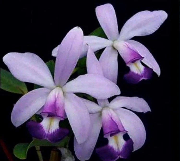 Orchid flowers with pale lavender-white petals and purple centers