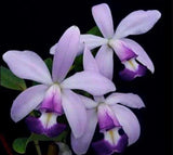 Cattlianthe Charlesworthii Coer (Guar bowringiana Coer X violacea coer) 4Ó Pot Orchids