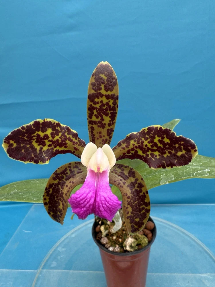 Potted orchid with dark maroon speckled petals, white center, pink lip in terracotta pot