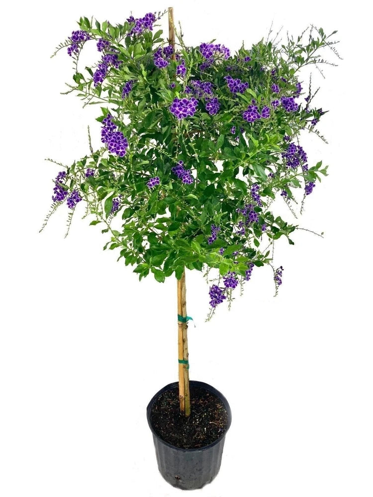Live plant in 10-inch pot with purple flower clusters and green foliage