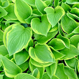 20 ELLERBROEK HOSTA SEEDS - Hosta ÒEllerbroekÓ Garden Plants