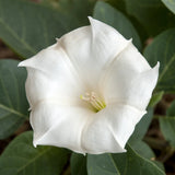 * MOONFLOWER * TALL NIGHT FLOWERING * FRAGRANT * 20 FT LENGTH * Flowering Plants