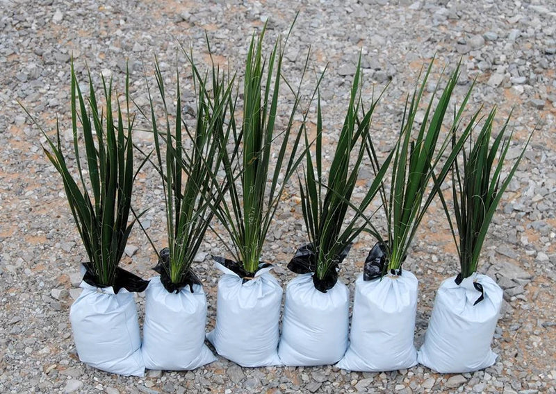 Yucca Plants 6 Large 15-20 inches tall  Landscaping Flowers White ADAMS NEEDLE Flowering Plants