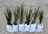 Yucca Plants 6 Large 15-20 inches tall  Landscaping Flowers White ADAMS NEEDLE Flowering Plants