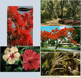 1970s Royal Poinciana Tree Hydrangea Hibiscus Flower Banana Florida Postcard LOT Hydrangea