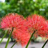 African Blood Lily | Red Flowering Bulbs (Pack of 5) Fresh bulbs for Flower Pots Lily