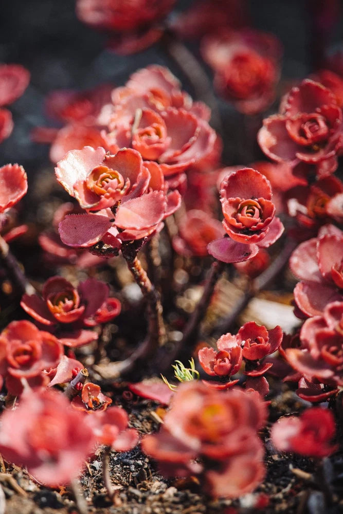 50 Red DRAGONS BLOOD SEDUM Stonecrop Sedum Spurium Flower Seeds Flowering Plants