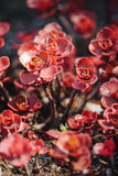 50 Red DRAGONS BLOOD SEDUM Stonecrop Sedum Spurium Flower Seeds Flowering Plants