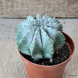 D5792 EUPHORBIA POLYGONA SNOWFLAKE pot8,5-H6,5-W7,5 cm MaMa Cactus Green Plant