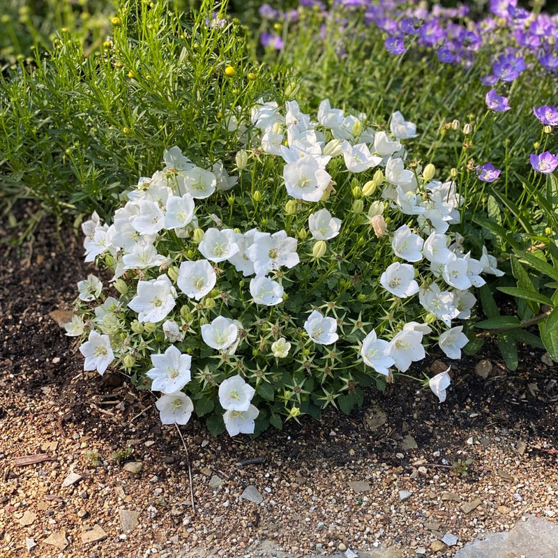 Pearl white campanula bellflower live plant with clusters of white flowers in small pot