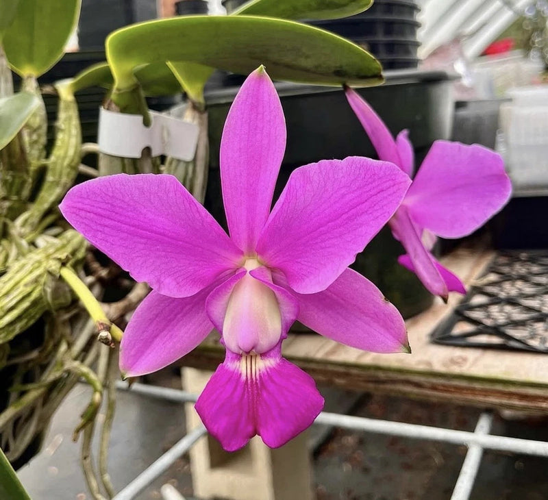Potted purple orchid with five petals and green leaves