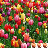 25 Tulip Bulbs for Fall Planting | Mixed Perennial Flower Tulip Bulbs Zones 3-8 Flowering Plants