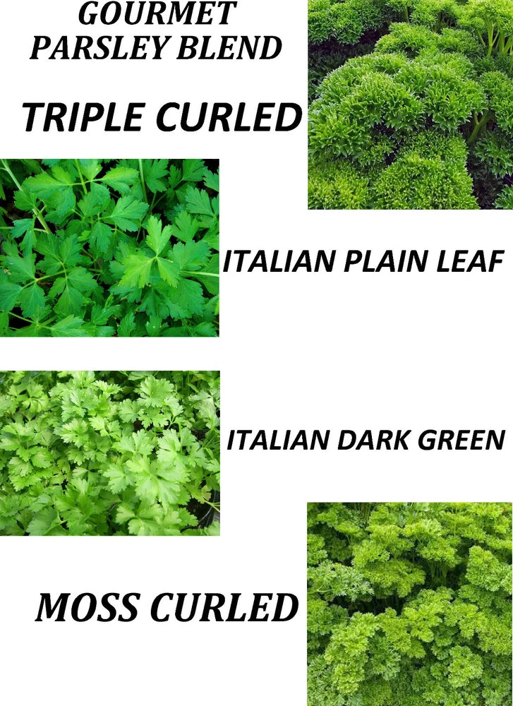 400 GOURMET PARSLEY BLEND  - FRESH SEEDS FRESH HARVEST FOR GARDENS Garden Plants
