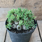 D5816 EUPHORBIA JAPONICA COMPACT pot18-H11-W16 cm MaMa Cactus Green Plant