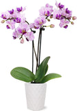 6-10" Pink Mini Orchid Live Plant in 2.5" White Ceramic Pot Orchids