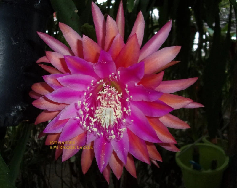 Epiphyllum cutting orchid 'KIWI RAZZLE DAZZLE' star flower in pink, purple, orange