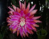 Epiphyllum " KIWI RAZZLE DAZZLE " Cutting Orchids