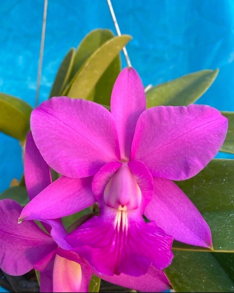 Fragrant orchid flower with magenta-pink petals and pink center, green leaves