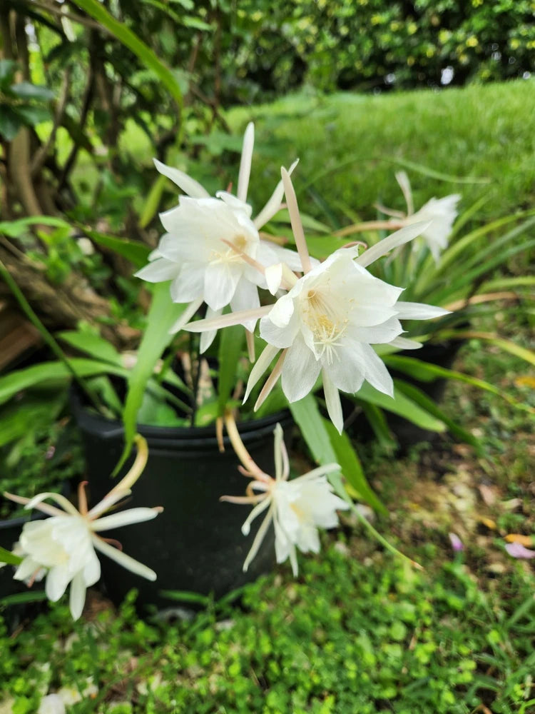 Rooted Epiphyllum cutting with white orchid-like blooms and green segmented stems