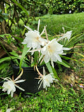 Epiphyllum Oxypetalum- Queen of Night, ROOTED cutting, White Flower Orchids