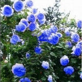 20 SEEDS for Blue RARE CLIMBER climbing Rose flower exotic plant USA Seller Flowering Plants